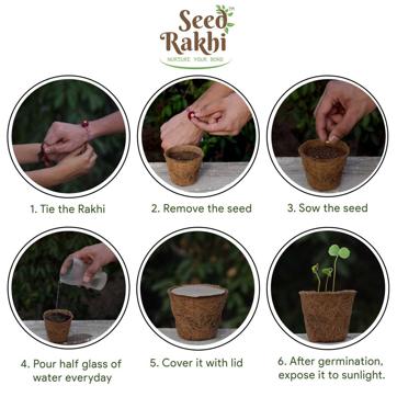 By planting rakhi in a pot or planter, and by pouring a glass of water on the cotton on a daily basis, it will start decomposing itself in soil and the seeds will start to germinate and slowly become a plant. By planting rakhi in a pot or planter, and by pouring a glass of water on the cotton on a daily basis, it will start decomposing itself in soil and the seeds will start to germinate and slowly become a plant.