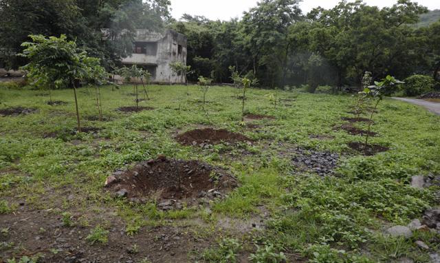 Tree plantation drive at the Maharastra government forest department office at Gokhalenagar. (Rahul Raut/HT PHOTO) Tree plantation drive at the Maharastra government forest department office at Gokhalenagar. (Rahul Raut/HT PHOTO)
