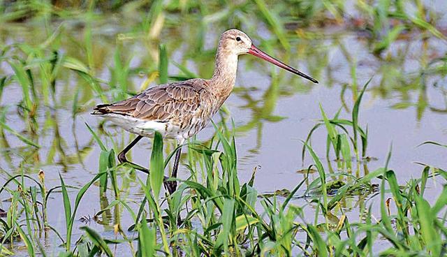Black-tailed godwit (Shellender Rao) Black-tailed godwit (Shellender Rao)