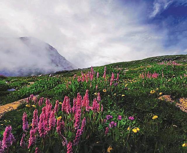 Monsoon flowers at Rohtang Pass, Manali. (Photo courtesy : Umesh Gogna ) Monsoon flowers at Rohtang Pass, Manali. (Photo courtesy : Umesh Gogna )