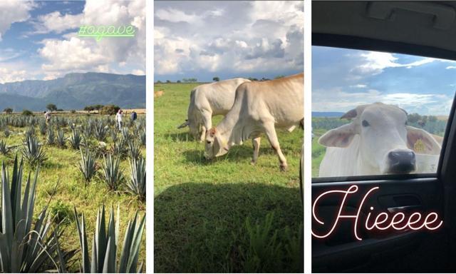 Pictures posted by Priyanka on Instagram from her Mexico trip. (Instagram) Pictures posted by Priyanka on Instagram from her Mexico trip. (Instagram)