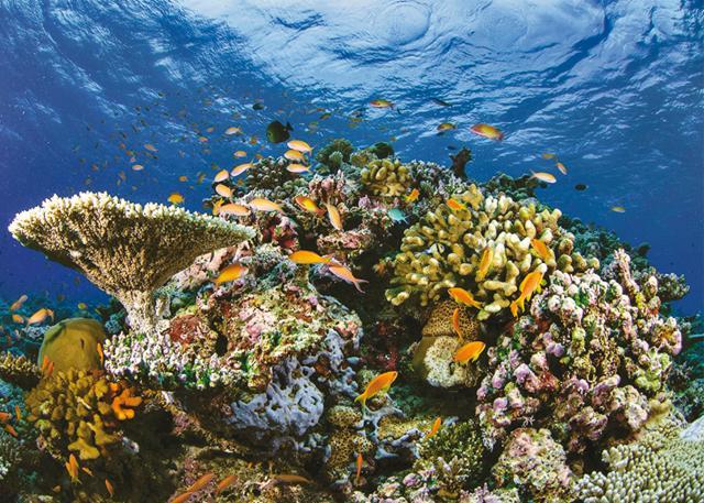 Experience the beauty of the coral reef by deep-sea diving (Swapan Seth) Experience the beauty of the coral reef by deep-sea diving (Swapan Seth)