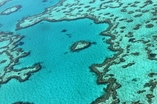 Australia unveils robot submarine that kills starfish to protect Great ...