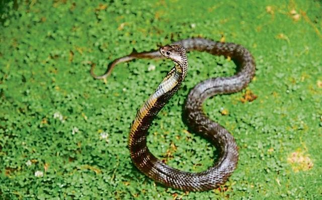 A sub-adult, female Caspian cobra in Chamba. (Vishal Santra) A sub-adult, female Caspian cobra in Chamba. (Vishal Santra)
