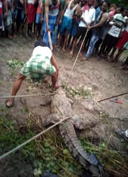 While the villagers claimed spotting three crocodiles, forest officials said they saw evidence of only one animal. (HT Photo ) While the villagers claimed spotting three crocodiles, forest officials said they saw evidence of only one animal. (HT Photo )
