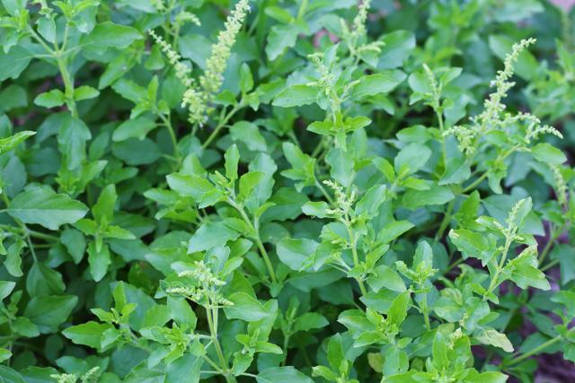 Tulsi (shutterstock) Tulsi (shutterstock)