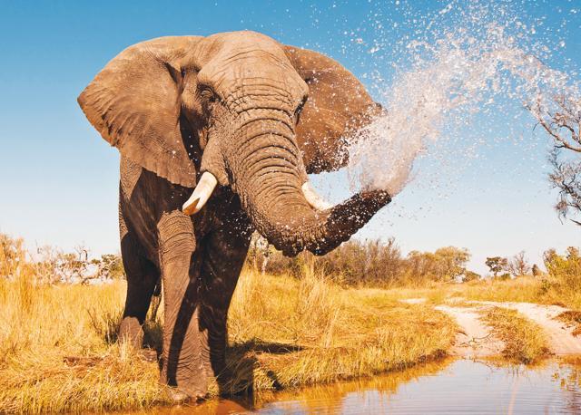 You can have your real elephant encounter — face to face with the creature in Botswana (Shutterstock )