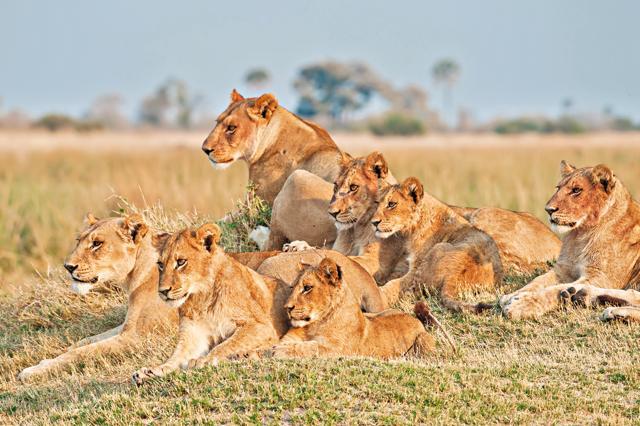 Lions are frequent visitors around the tents at night (Shutterstock )