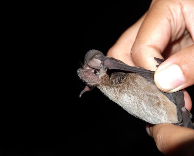 Researchers examine a Wrinkle-lipped Free-tailed bat. (Nittaya Ruadero) Researchers examine a Wrinkle-lipped Free-tailed bat. (Nittaya Ruadero)