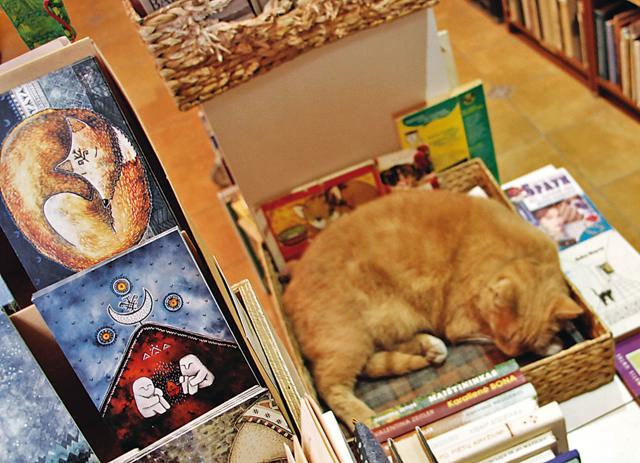 The cat is not obliged to love its owner, says the constitution of Užupis (Don Sebastian) The cat is not obliged to love its owner, says the constitution of Užupis (Don Sebastian)
