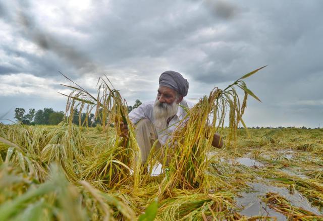 Farmer Surjit Singh inspects his paddy field that was damaged during heavy rains on Sunday at Verka in Amritsar, on September 24, 2018. (Sameer Sehgal/HT Photo)