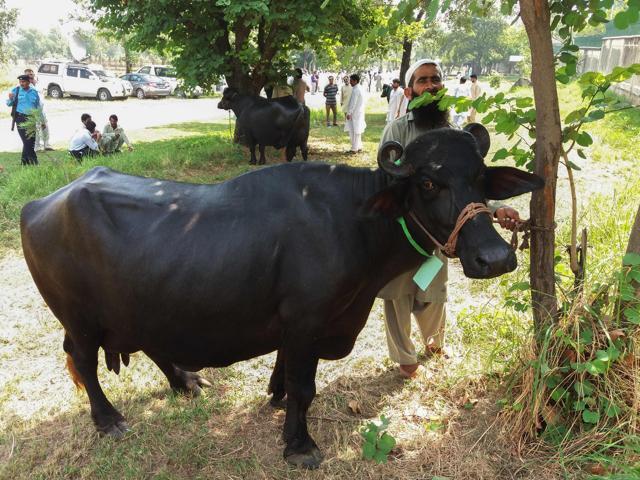 A Pakistani man looks on as he checks a buffalo during an auction at the premises of the Prime Minister house in Islamabad on September 27, 2018. (AFP Photo) A Pakistani man looks on as he checks a buffalo during an auction at the premises of the Prime Minister house in Islamabad on September 27, 2018. (AFP Photo)