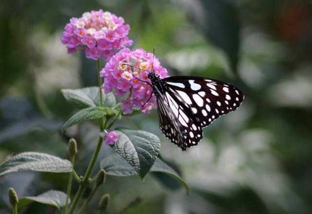 A blue mormon spotted at Dattaji Salvi Garden in Kopri. (Praful Gangurde/HT) A blue mormon spotted at Dattaji Salvi Garden in Kopri. (Praful Gangurde/HT)