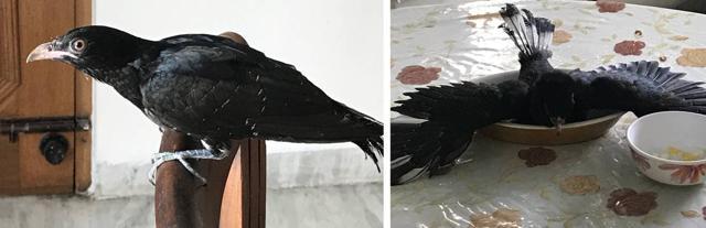 The koel perches on a chair (at right) enjoys a bowl bath on the dining table. (Chirag Cheema)