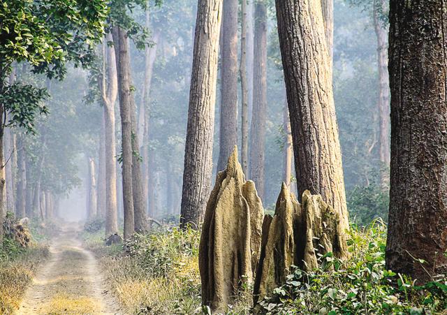 Gargantuan termite hills that look like cathedrals at Sathiyana Reserve (Kalpana Sunder) Gargantuan termite hills that look like cathedrals at Sathiyana Reserve (Kalpana Sunder)