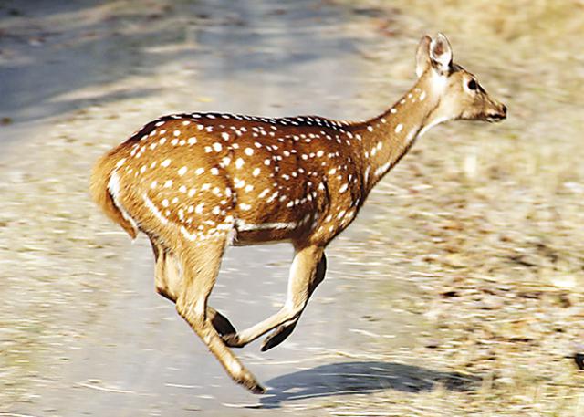 A spotted deer darts across the path (Kalpana Sunder) A spotted deer darts across the path (Kalpana Sunder)