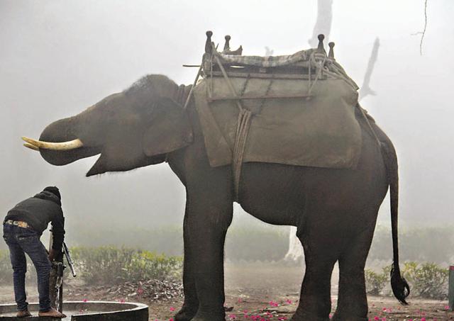 An elephant getting ready for a safari through Dudhwa National Park to spot one-horned rhinos; (Kalpana Sunder) An elephant getting ready for a safari through Dudhwa National Park to spot one-horned rhinos; (Kalpana Sunder)
