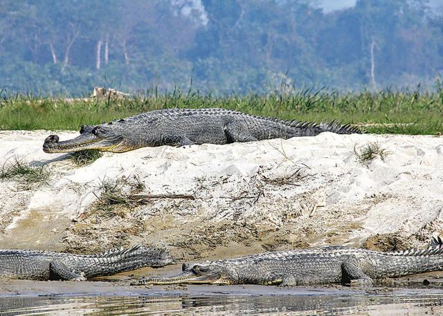 Gharials with their distinctive snout sunning on sand banks at Katarniaghat (Kalpana Sunder) Gharials with their distinctive snout sunning on sand banks at Katarniaghat (Kalpana Sunder)