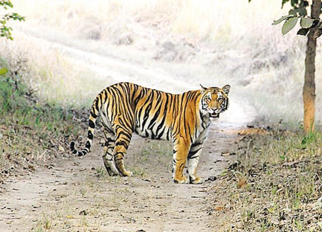 When in Kishanpur, you can be lucky enough to spot creatures like this Royal Bengal tigress (Kalpana Sunder) When in Kishanpur, you can be lucky enough to spot creatures like this Royal Bengal tigress (Kalpana Sunder)