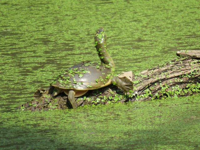 A turtle draped in algae basks at Nagar Van, Chandigarh. (Vikram Jit Singh )