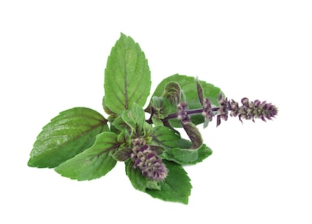 Tulsi helps maintain healthy cortisol levels by reducing stress Tulsi helps maintain healthy cortisol levels by reducing stress