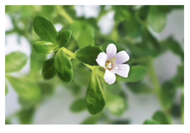 Brahmi provides support to the nervous system as a whole Brahmi provides support to the nervous system as a whole