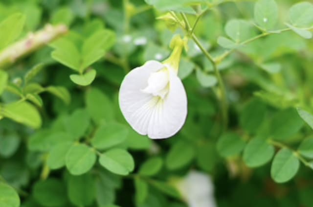 This herb is beneficial for stress disorders, sleeplessness, and mental debility This herb is beneficial for stress disorders, sleeplessness, and mental debility