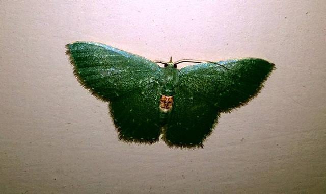 A moth resting on a wall under a light bulb at a house in Sector 35. (Anju Kha ) A moth resting on a wall under a light bulb at a house in Sector 35. (Anju Kha )