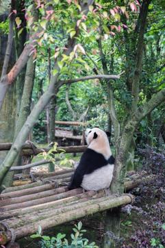 A panda in Chengdu, China. (Unsplash.com)