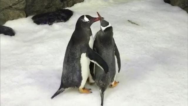 Magic and Sphen, the two male penguins, interact with each other in Sydney's Sea Life Aquarium (Sea Life Sydney Aquarium/REUTERS) Magic and Sphen, the two male penguins, interact with each other in Sydney's Sea Life Aquarium (Sea Life Sydney Aquarium/REUTERS)