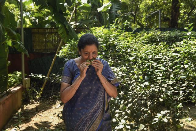 Nirmala Sitharaman’s home in Delhi is perhaps among the few to grow betel leaf and turmeric which comes handy during festivals. (Burhaan Kinu/HT PHOTO) Nirmala Sitharaman’s home in Delhi is perhaps among the few to grow betel leaf and turmeric which comes handy during festivals. (Burhaan Kinu/HT PHOTO)