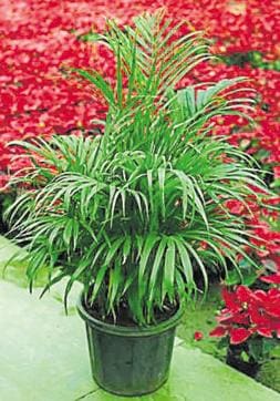 Areca Palm. (Jasjeet Plaha) Areca Palm. (Jasjeet Plaha)