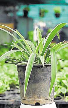 Spider Plant. (Jasjeet Plaha) Spider Plant. (Jasjeet Plaha)