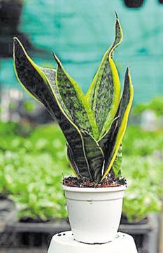 Snake plant. (Jasjeet Plaha) Snake plant. (Jasjeet Plaha)