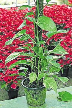 Money Plant. (Jasjeet Plaha) Money Plant. (Jasjeet Plaha)