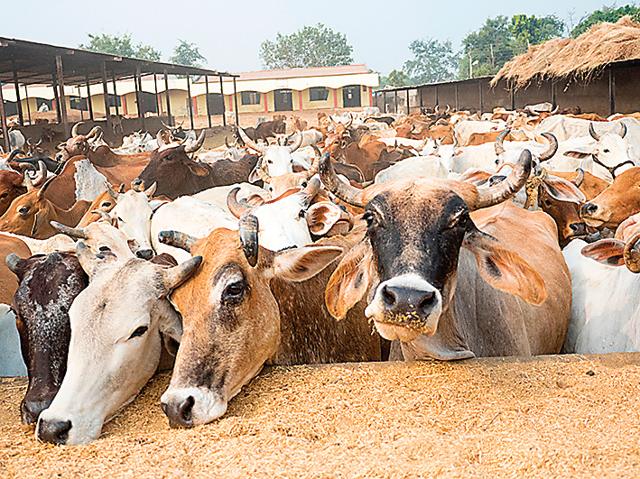 We love the cow in the abstract, but if you were asked to name three breeds of cows in India, not many outside the dairy business would have an answer (Shutterstock) We love the cow in the abstract, but if you were asked to name three breeds of cows in India, not many outside the dairy business would have an answer (Shutterstock)