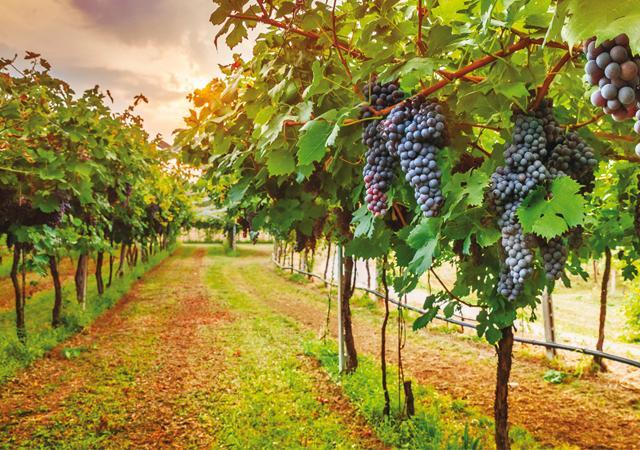 The winemaking process of champagne takes at least double the time of an average wine (Shutterstock)