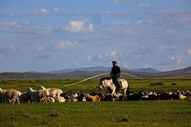 Corralling livestock on the Mongolian grasslands. Corralling livestock on the Mongolian grasslands.
