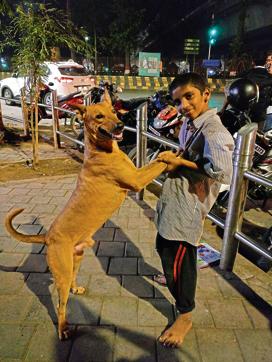 Brown, excitable Thor is named by Aarav, who sells colouring books at the circle. Brown, excitable Thor is named by Aarav, who sells colouring books at the circle.