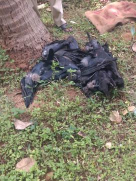 Around 20 crows died when they ate the food that was thrown away. (HT Photo)