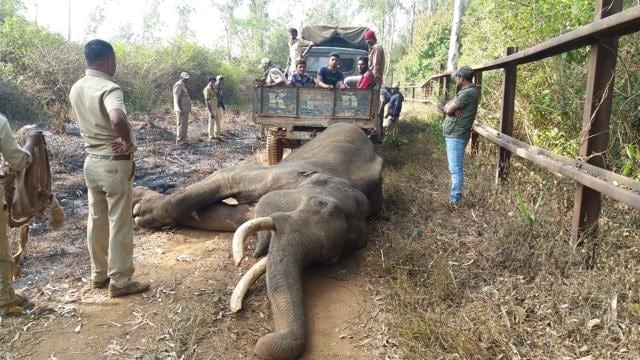 According to the forests ministry, 80 elephants have on average died every year across India in the last decade due to human-wildlife conflict. (HT Photo) According to the forests ministry, 80 elephants have on average died every year across India in the last decade due to human-wildlife conflict. (HT Photo)