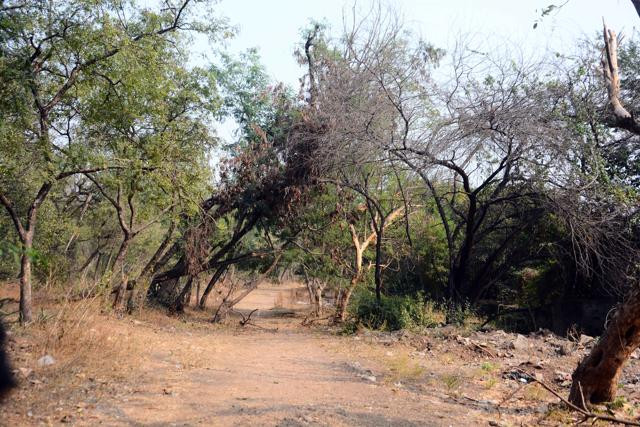 More 350 trees are likely to be cut for the road stretch which will pass trough the Dr Salim Ali Bird sanctuary for which the permission process is in progress. (Photo by Shankar Narayan/HT PHOTO)