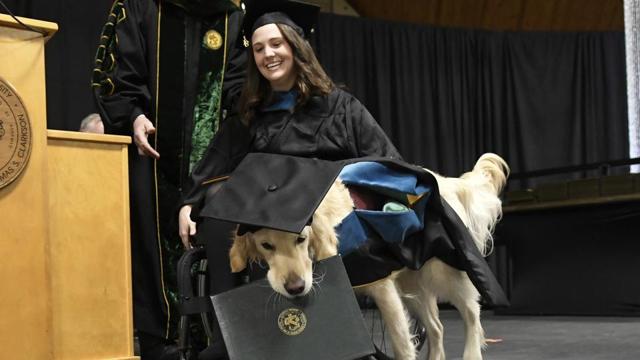 "Griffin" Hawley, the Golden Retriever service dog, is presented an honorary diploma during the Clarkson University "December Recognition Ceremony" in Potsdam, N.Y., Saturday, Dec. 15, 2018. Griffin's owner, Brittany Hawley, in wheelchair, also received a graduate degree in Occupational Therapy. Both attended 100% of their classes together. (AP) "Griffin" Hawley, the Golden Retriever service dog, is presented an honorary diploma during the Clarkson University "December Recognition Ceremony" in Potsdam, N.Y., Saturday, Dec. 15, 2018. Griffin's owner, Brittany Hawley, in wheelchair, also received a graduate degree in Occupational Therapy. Both attended 100% of their classes together. (AP)