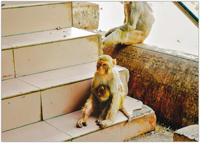 There are many monkeys at the entrance of Mount Popa, waiting for offerings of their own, bananas (Shutterstock) There are many monkeys at the entrance of Mount Popa, waiting for offerings of their own, bananas (Shutterstock)