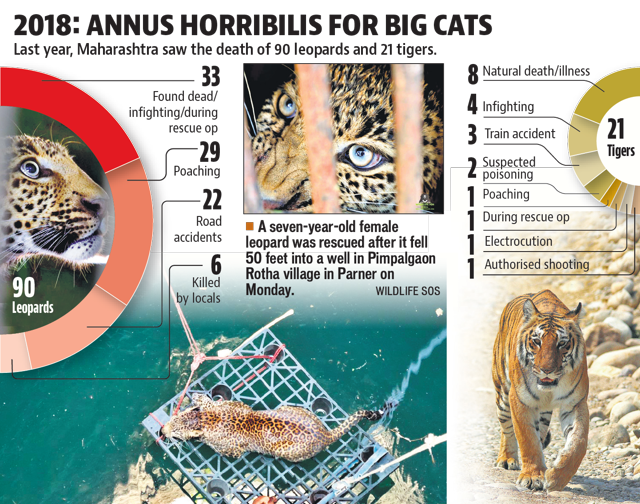 Maharashtra, Goa failed to check unnatural deaths of leopards, tigers: Petition | Mumbai news - Hindustan Times Maharashtra, Goa failed to check unnatural deaths of leopards, tigers: Petition | Mumbai news - Hindustan Times
