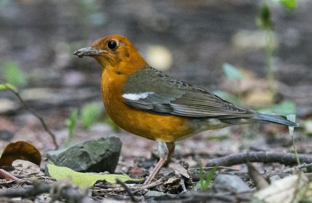 The Orange headed thrush disappeared from Rabindra Sarobar in south Kolkata after Chhat Puja and Diwali in 2018. (Photo courtesy: Sudip Ghosh) The Orange headed thrush disappeared from Rabindra Sarobar in south Kolkata after Chhat Puja and Diwali in 2018. (Photo courtesy: Sudip Ghosh)
