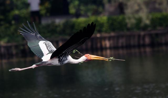 Painted storks are not seen at Rabindra Sarobar in south Kolkata anymore .Photo credit Sudip Ghosh (Photo courtesy: Sudip Ghosh)