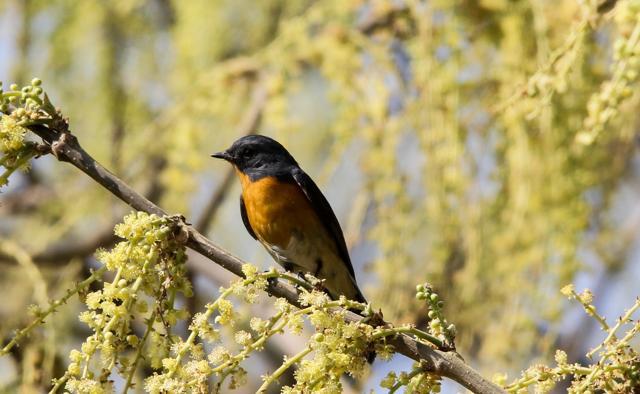 Slaty-backed flycatcher spotted at Rabindra Sarobar in south Kolkata in recent years. (Photo courtesy: Sudip Ghosh) Slaty-backed flycatcher spotted at Rabindra Sarobar in south Kolkata in recent years. (Photo courtesy: Sudip Ghosh)