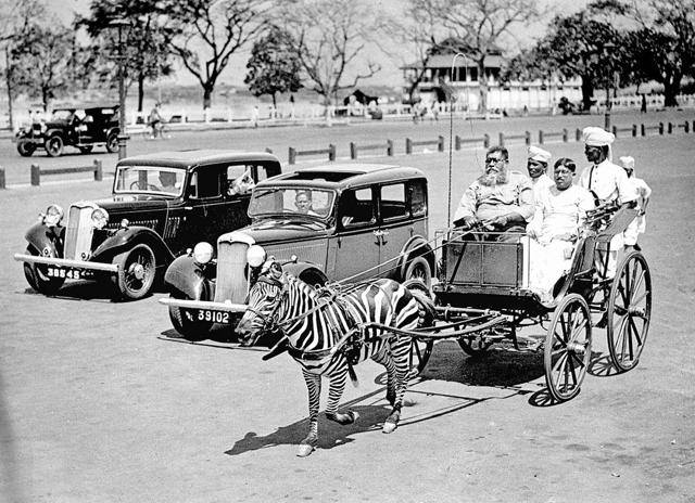 A zebra pulling a carriage in Calcutta, around 1930, from Calcutta Then. (Getty Images) A zebra pulling a carriage in Calcutta, around 1930, from Calcutta Then. (Getty Images)