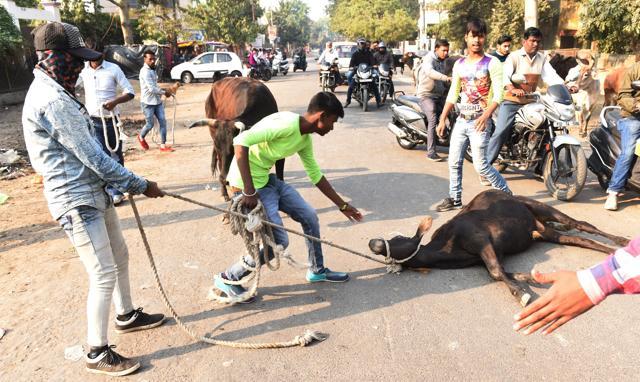 Workers of Lucknow Municipal Corporation (LMC) catch stray cattle near old Hanuman Temple at Aliganj in Lucknow on Thursday. (Subhankar Chakraborty/HT PHOTO) Workers of Lucknow Municipal Corporation (LMC) catch stray cattle near old Hanuman Temple at Aliganj in Lucknow on Thursday. (Subhankar Chakraborty/HT PHOTO)